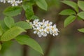 Bird cherry Prunus padus, close-up of flowers and leaves